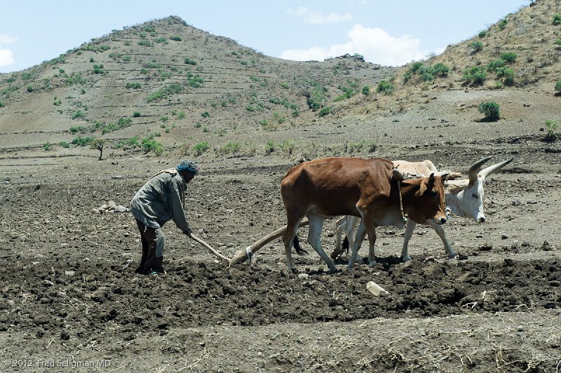 20120402_124806 Nikon D3S 2x3.jpg - Farmer plowing using traditional hook-plough